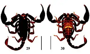 Euscorpiops puerensis