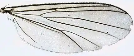 aile d'Exechia fusca.