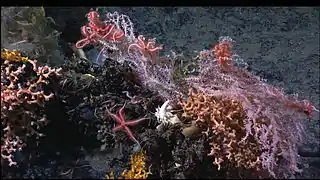 Candidella sp. (avec Lophelia sp. en rose sombre)