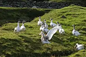 Troupe d'oies féroïennes s'ébattant à l'extérieur.
