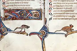 F017v-Chat, oiseau, hybride zoomorphe