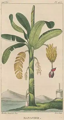 Bananier.  Auteur(s) : Descourtilz, Jean Théodore (1798-1855) Pérée, Amédée (1799-1823)  Année de publication : 1833 ex