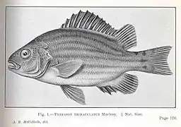 Hephaestus trimaculatus.