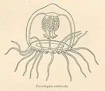Méduse deTurritopsis nutricula vue de profil(d'après une illustration de 1905)