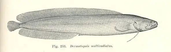 Dermatopsis multiradiatus.