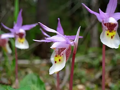 Calypso bulbosa (L.) Oakes, Calypso d’Amérique, Calypso bulbeux. Plante des bois moussus, des régions calcaires du Québec (Gaspésie, Minganie, Anticosti), rare ailleurs