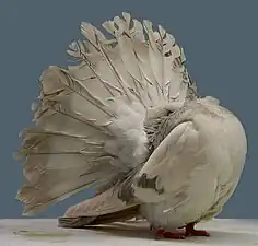 Queue de paon crème barré.