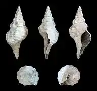 Fasciolaria scalarina, un Fasciolariidae