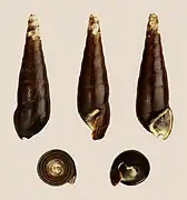 Faunus ater (Pachychilidae).