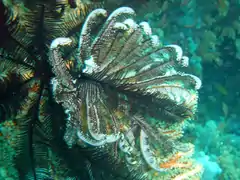 Himerometra Bartschi