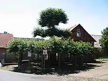 Le tilleul de danse d'Hilgershausen, qui est aussi un tilleul à étages.