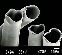 Vue en coupe de la fibre de soie d'Amérique.