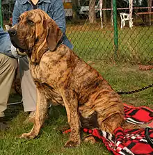 Mastiff brésilien