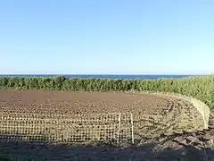 Les agriculteurs utilisent des filets anti-lapins pour lutter contre les ravages produits par les lapins de garenne et lapins non domestiques.