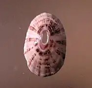 Fissurella rubropicta