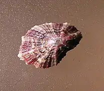 Fissurella virescens