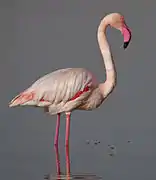 Phoenicopterus roseus (Phoenicopteriformes).