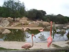 Flamants roses.