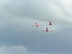 Flamants des Caraïbes