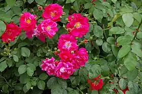 Image illustrative de l’article Flammentanz