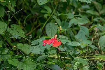 Une fleur dans la réserve naturelle de Bururi. Juin 2022.