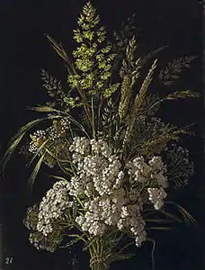 Fleurs de Guipuzcoa.