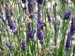 Fleurs de lavande à Banon