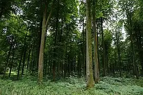 Image illustrative de l’article Forêt d'Eawy