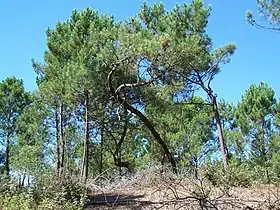 Image illustrative de l’article Forêt domaniale de la Coubre