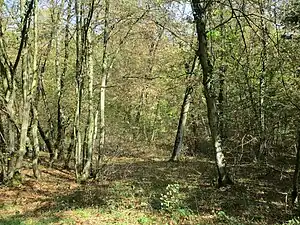 Forêt de la Hardt