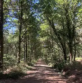 Image illustrative de l’article Forêt de Longuenée