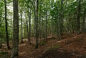 Image illustrative de l’article Forêt domaniale de l'Assise