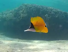 Un poisson-pincette jaune (Forcipiger flavissimus)