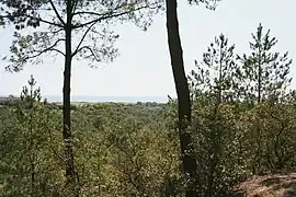 La forêt domaniale des Pays-de-Monts.
