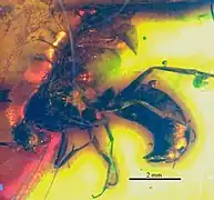 Profil de NHMW1984-31-198.