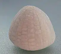 Fossile de Echinocorys sulcata.