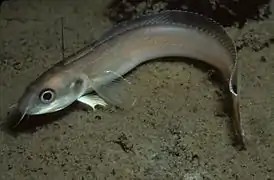 Enchelyopus cimbrius