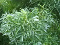 Détails d'un frêne du Midi.