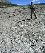 Débris calcaires en "frites", Colmars (Alpes-de-Haute-Provence, France).