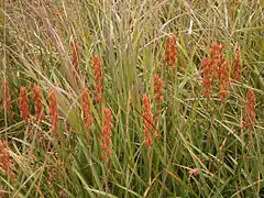 Floraison de la narthécie des marais