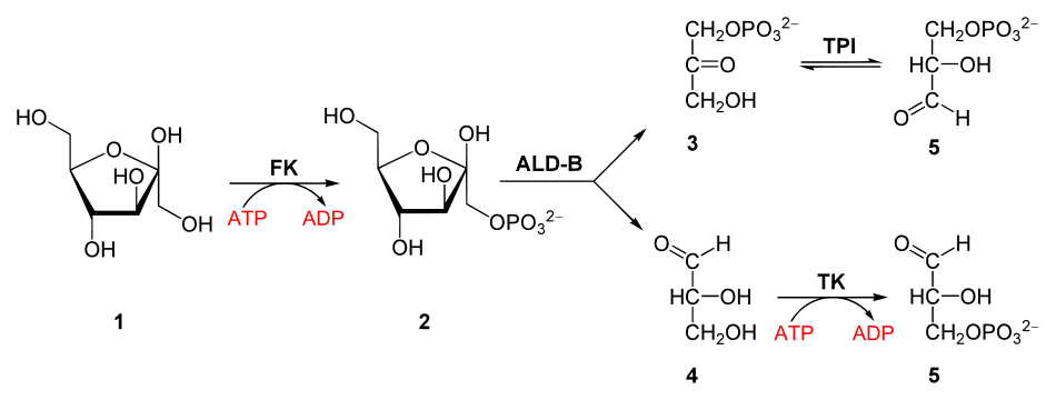 Dégradation du fructose par la glycolyse.1 : fructose. FK : fructokinase. 2 : fructose-1-phosphate. ALD-B : aldolase B. 3 : dihydroxyacétone phosphate. TPI : triose-phosphate isomérase. 4 : glycéraldéhyde. TK : triokinase&nbsp;(en). 5 : glycéraldéhyde-3-phosphate.
