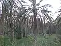 Palmeraie de ftimis à Kébili.