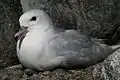Fulmar antarctique