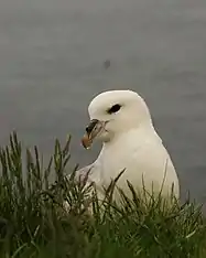 La photo montre la tête et le cou d'un Fulmar boréal derrière des herbes. La partie visible de cet oiseau est uniformément blanche à l'exception du bec jaune et noir et de son œil noir.