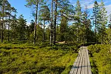 Forêt de conifères.