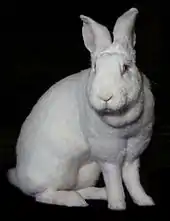 Mammifère : Lapine de race Géant blanc du Bouscat (Oryctolagus cuniculus)