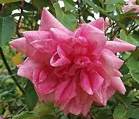 Image illustrative de l’article Général Schablikine