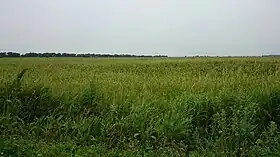 Okroug urbain de Lessozavodsk