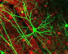 Neurone pyramidal visualisé grâce à la protéine fluorescente verte.