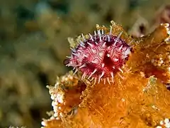 Habuprionovolva manifesta